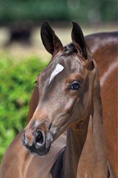 CHA CHA VAN WW Z Daughter of Shane Sweetnam s 1m60 jumping